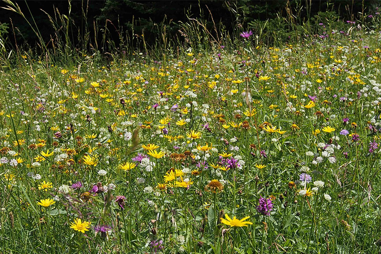 Der LPV verwendet die Spende um das Gasbichler Ried, eine wunderschöne, artenreiche Wiese am Samerberg, zu erhalten. Foto: ©LPV Der LPV verwendet die Spende um das Gasbichler Ried, eine wunderschöne, artenreiche Wiese am Samerberg, zu erhalten. Foto: ©LPV